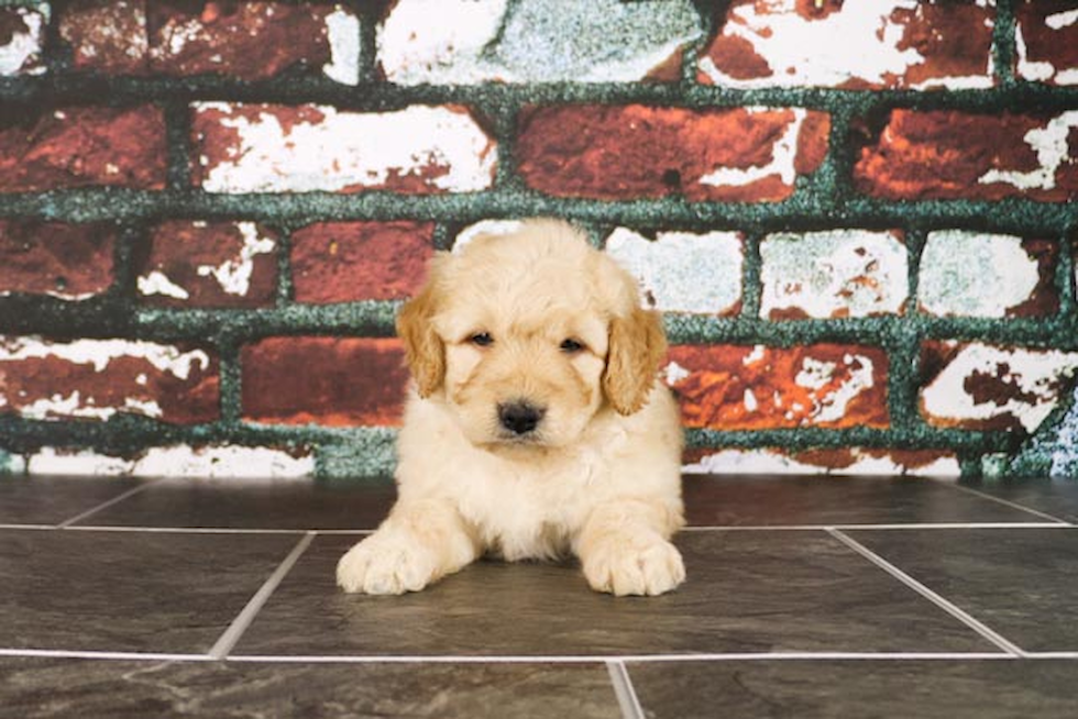 Best Mini Goldendoodle Baby
