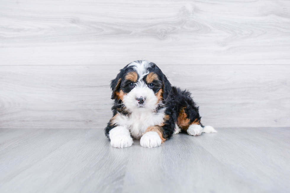 Smart Mini Bernedoodle Poodle Mix Pup