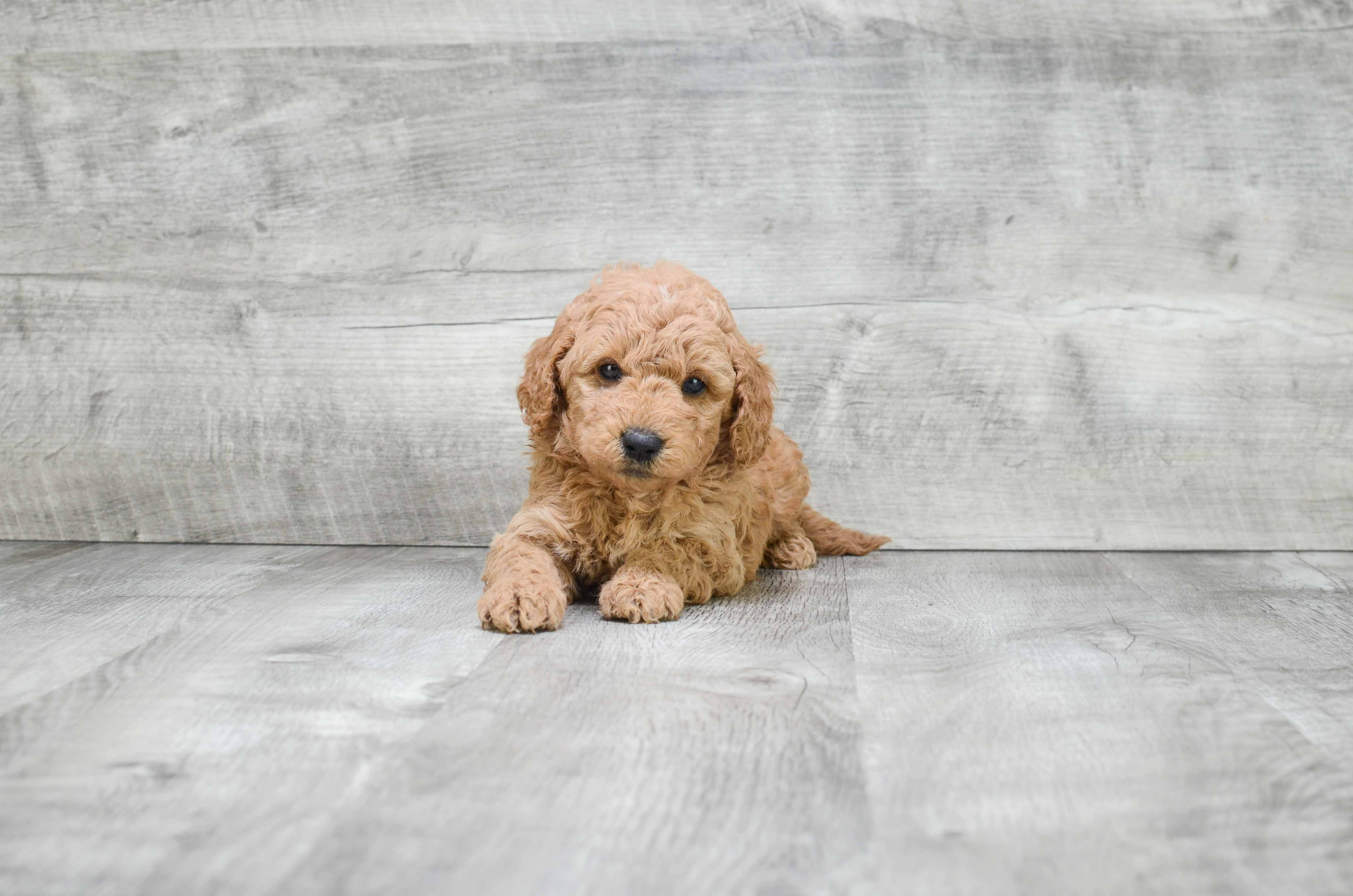 Happy Mini Goldendoodle Baby