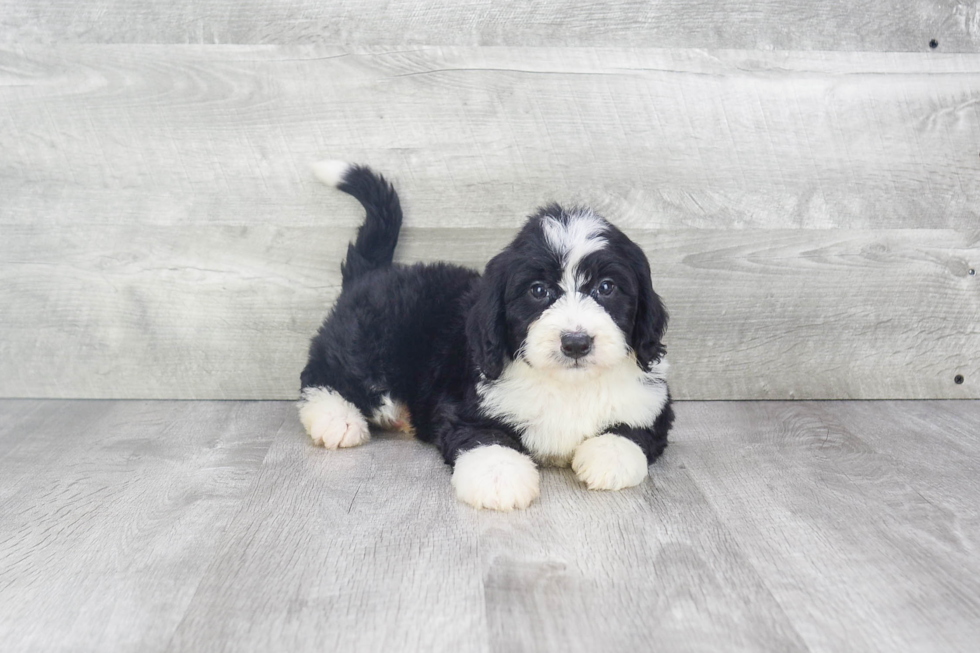 Mini Bernedoodle Pup Being Cute