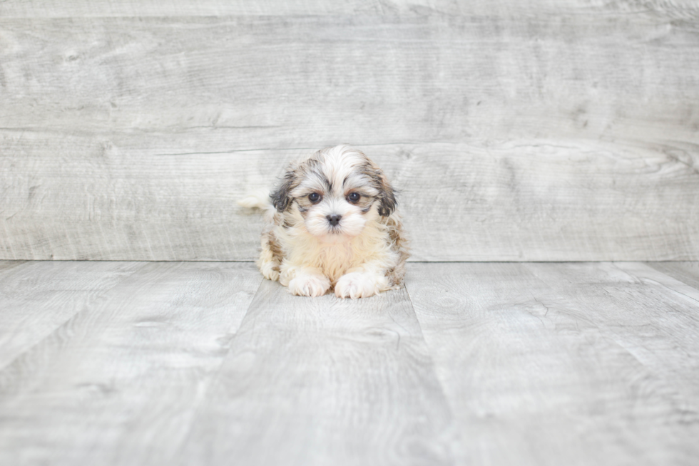 Teddy Bear Pup Being Cute