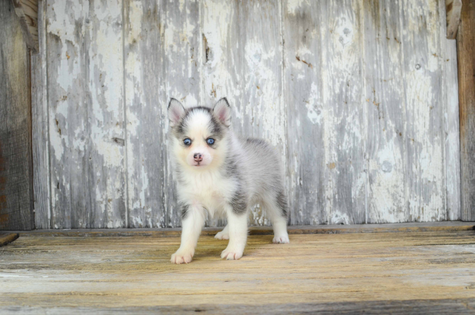 Pomsky Pup Being Cute