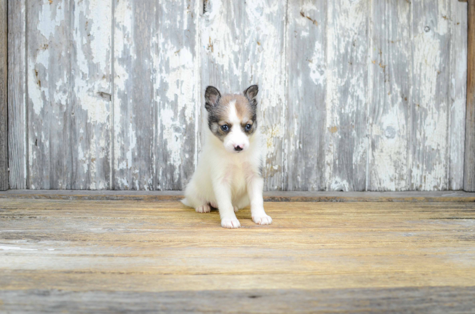 Pomsky Pup Being Cute