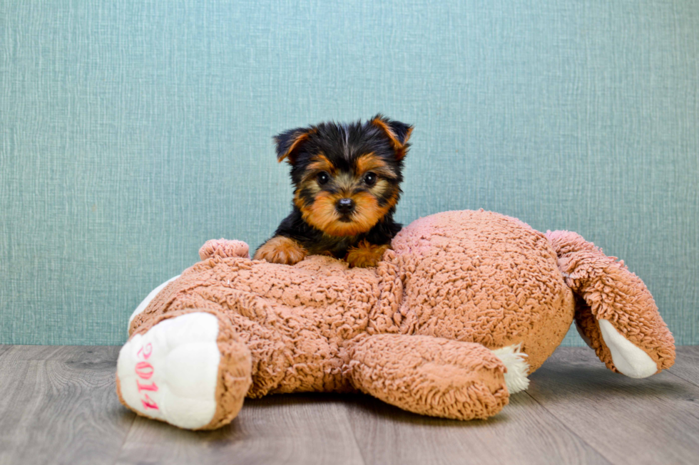 Meet Izzie - our Yorkshire Terrier Puppy Photo 