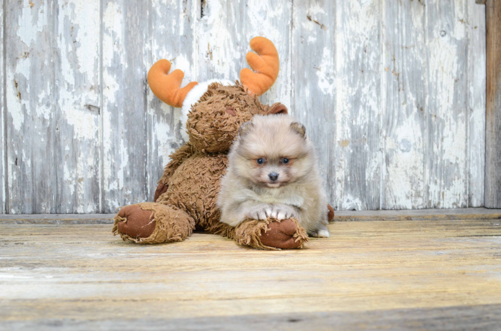 Funny Pomeranian Purebred Pup