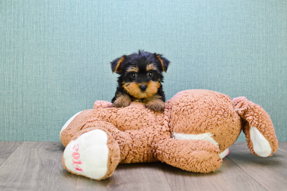 Meet Zoro - our Yorkshire Terrier Puppy Photo 