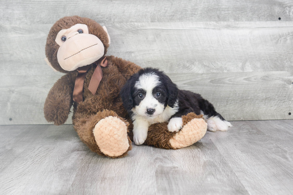 Best Mini Bernedoodle Baby
