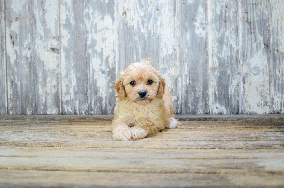 Happy Cavapoo Baby