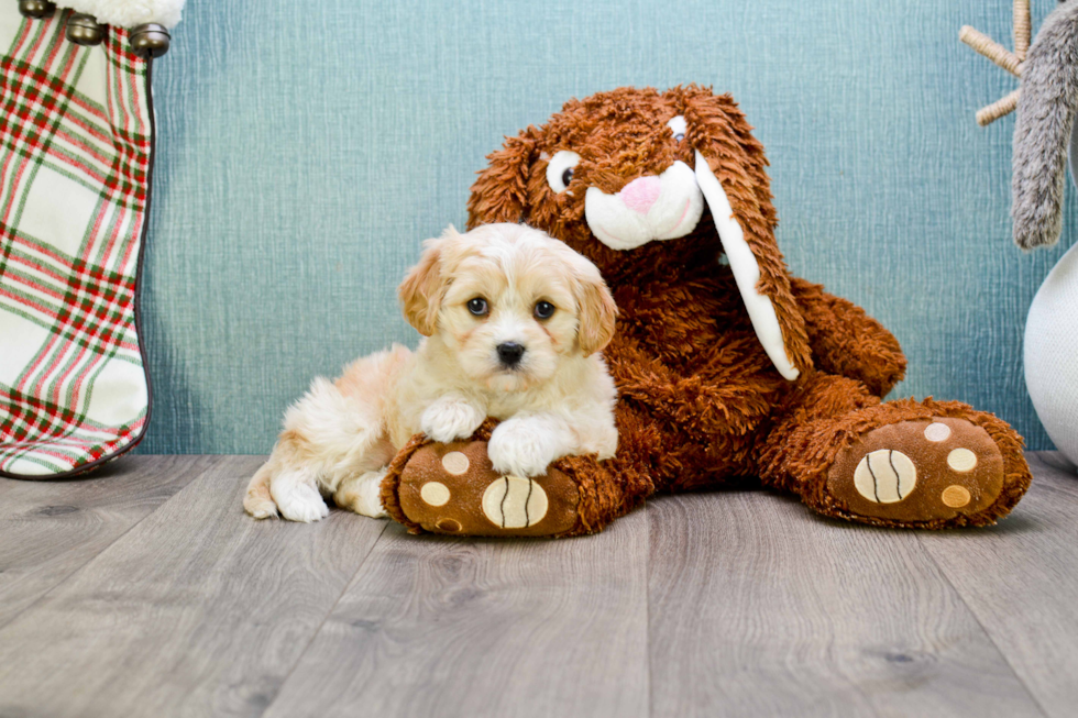 Best Cavachon Baby