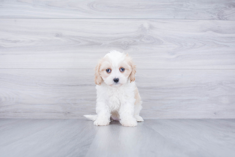 Sweet Cavachon Baby
