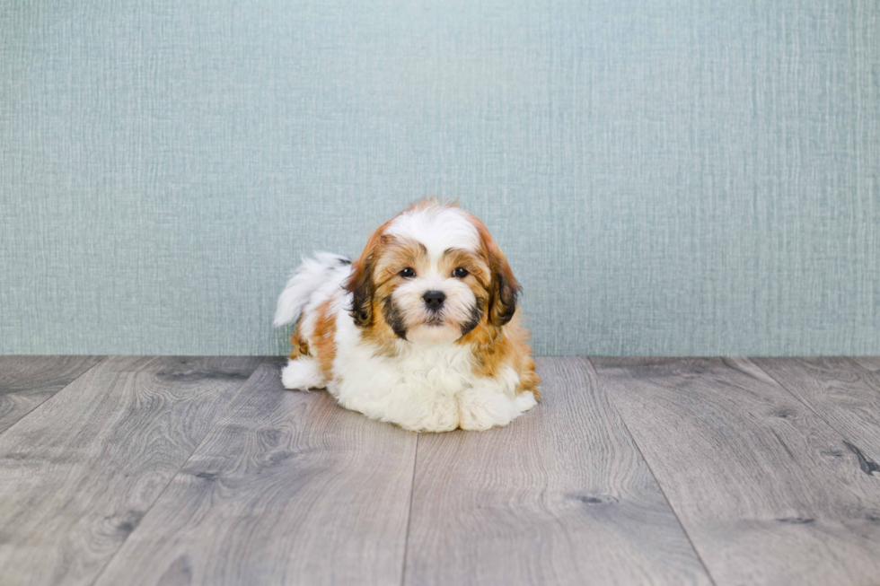 Best Teddy Bear Baby