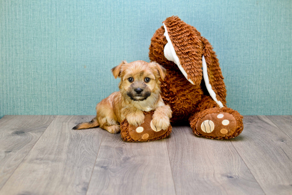 Morkie Puppy for Adoption