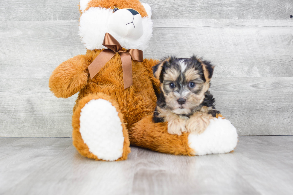 Morkie Puppy for Adoption