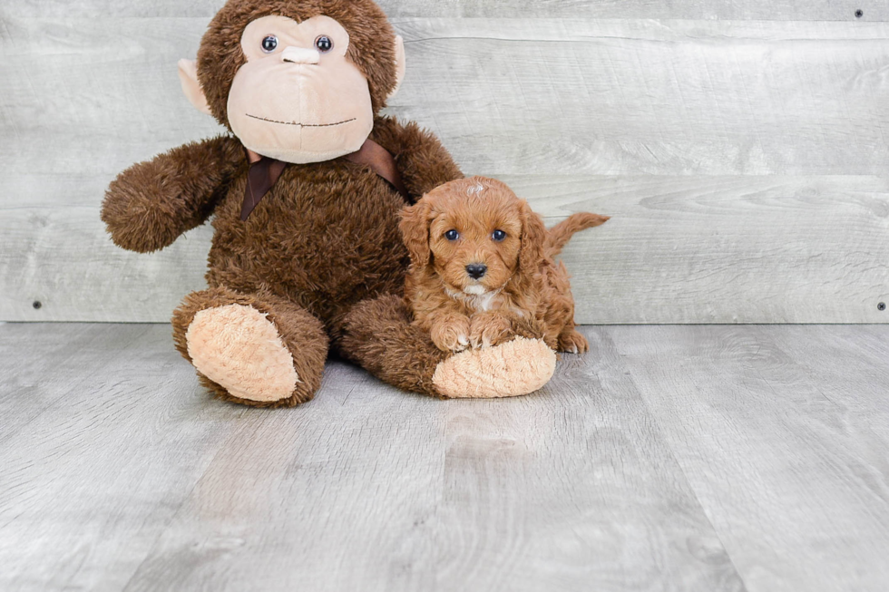 Best Cavapoo Baby