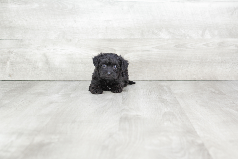 Morkie Puppy for Adoption