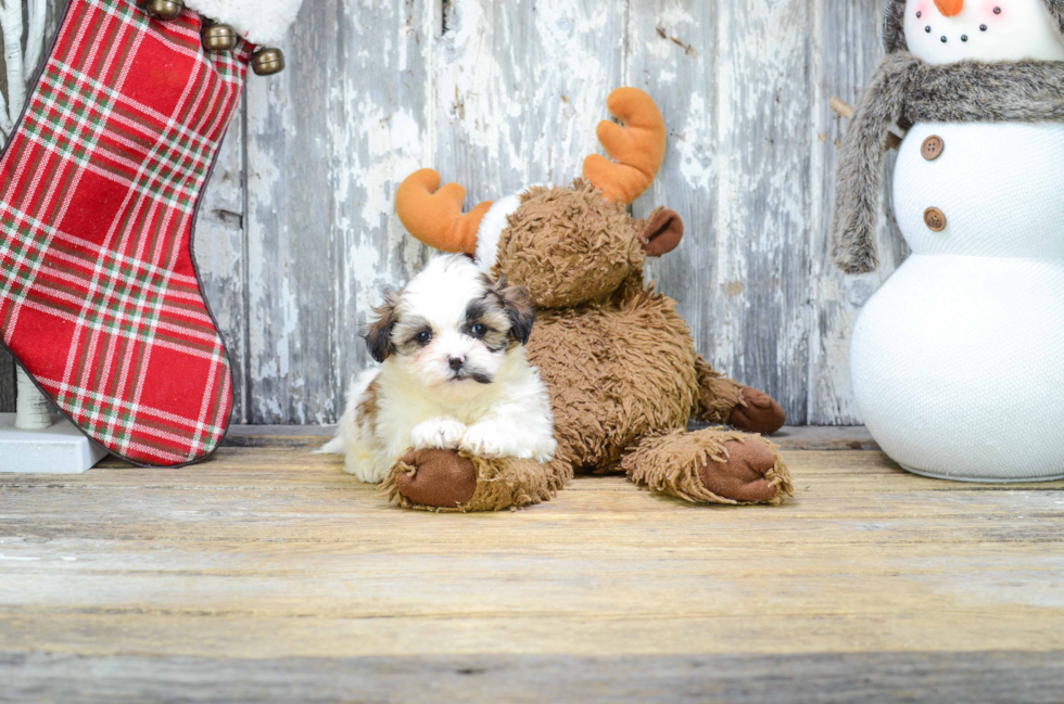 Friendly Teddy Bear Baby