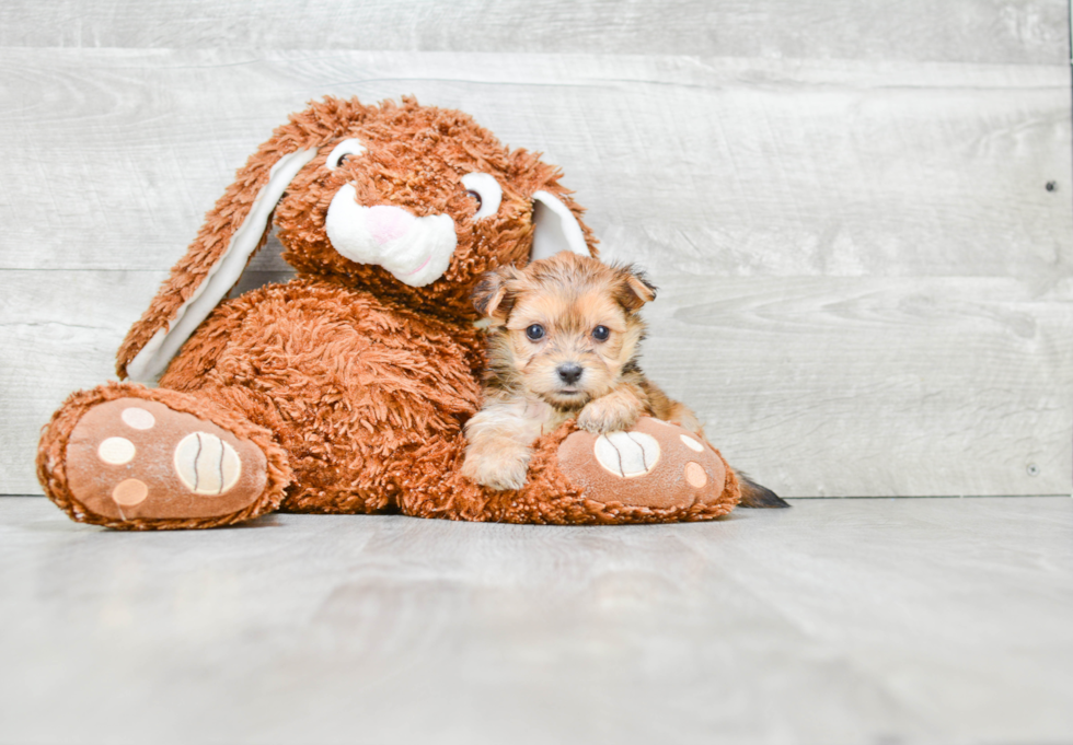 Morkie Puppy for Adoption