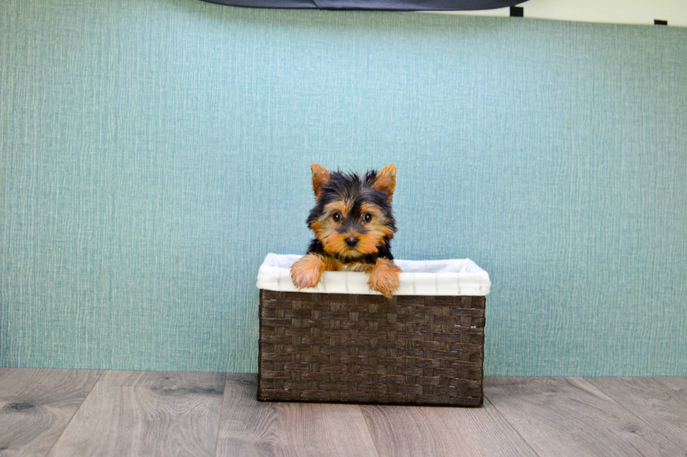 Meet Tinkerbell - our Yorkshire Terrier Puppy Photo 