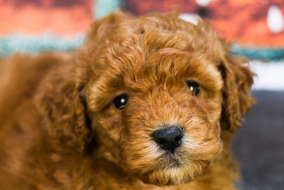 Best Mini Goldendoodle Baby