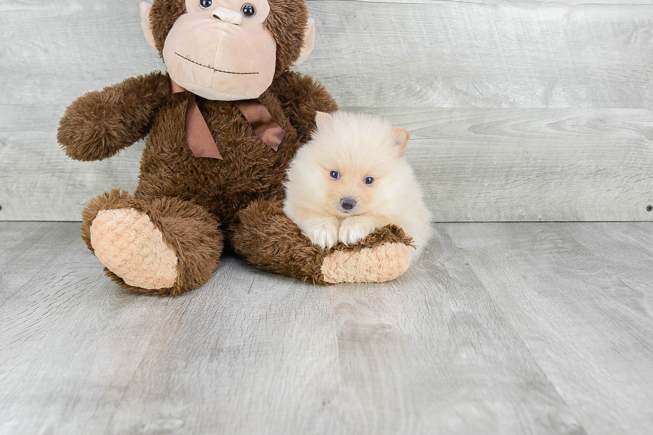 Best Pomeranian Baby