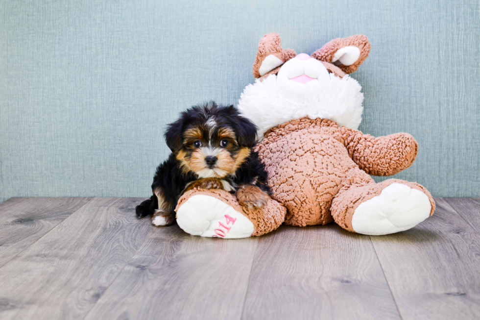 Morkie Puppy for Adoption