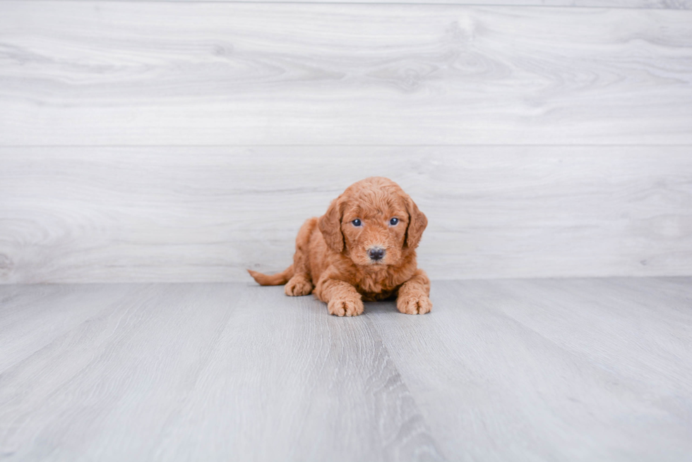 Mini Goldendoodle Puppy for Adoption