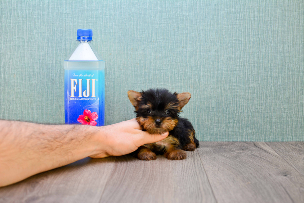 Meet Giselle - our Yorkshire Terrier Puppy Photo 