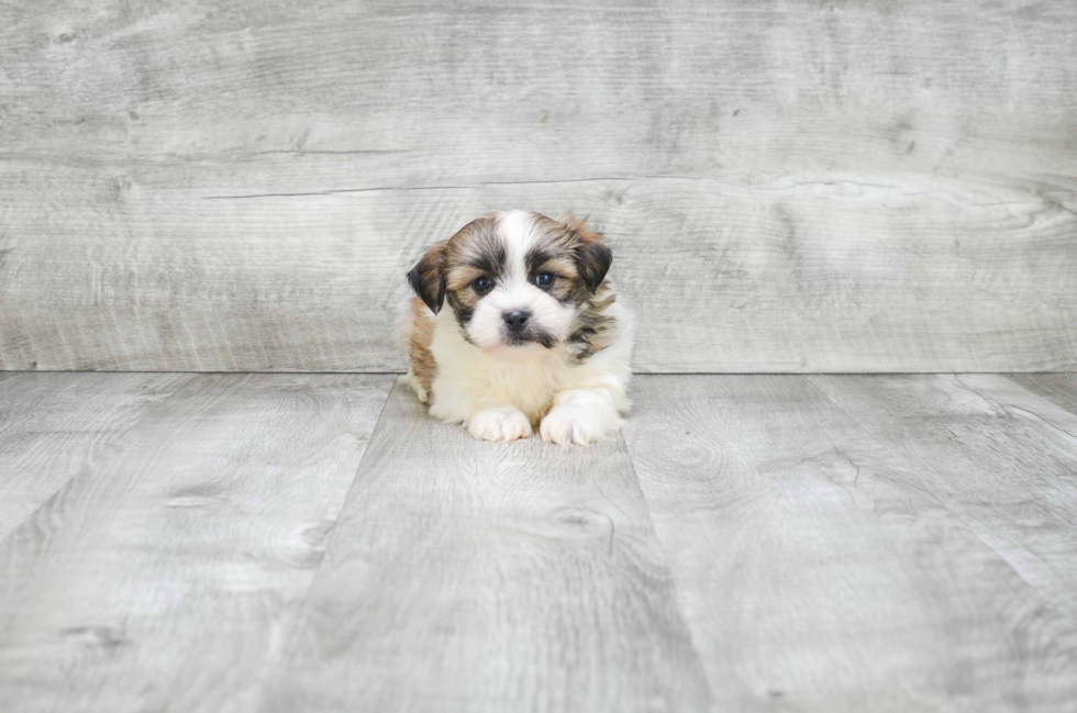 Friendly Teddy Bear Baby