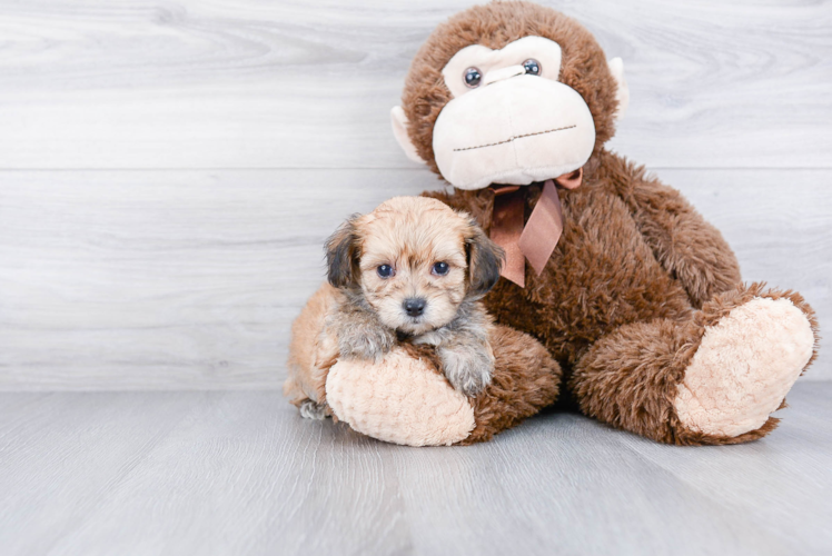 Morkie Pup Being Cute