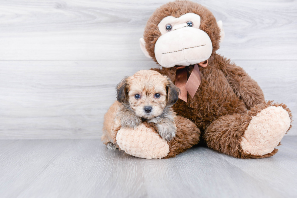 Morkie Pup Being Cute