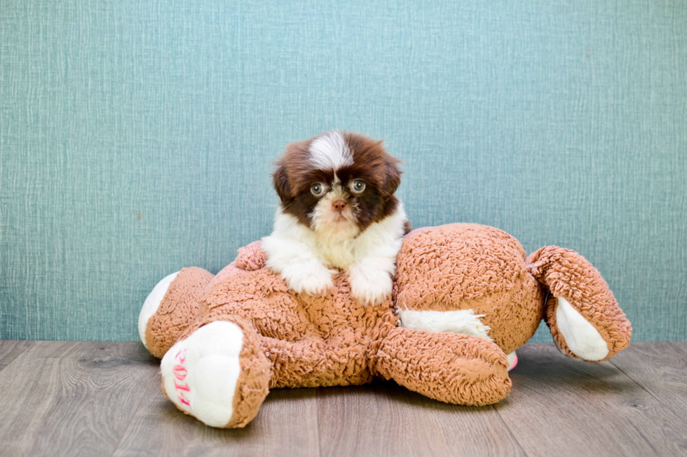 Happy Teddy Bear Baby