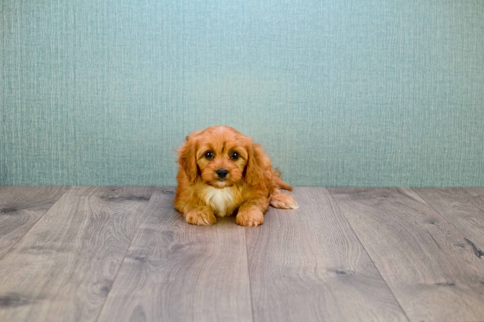 Funny Cavapoo Poodle Mix Pup