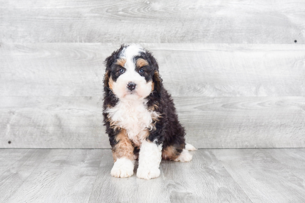 Mini Bernedoodle Pup Being Cute