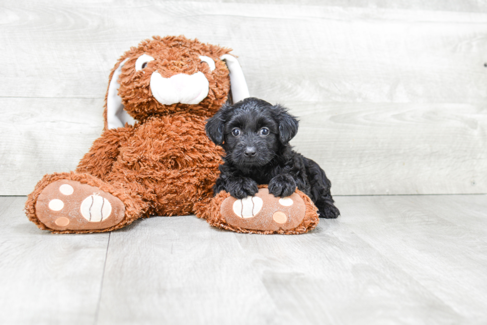 Yorkie Poo Pup Being Cute