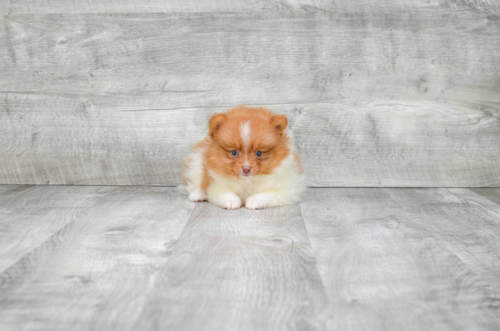 Best Pomeranian Baby