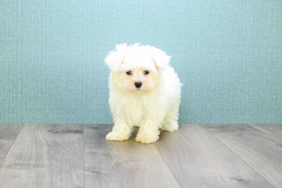 Energetic Maltese Purebred Puppy