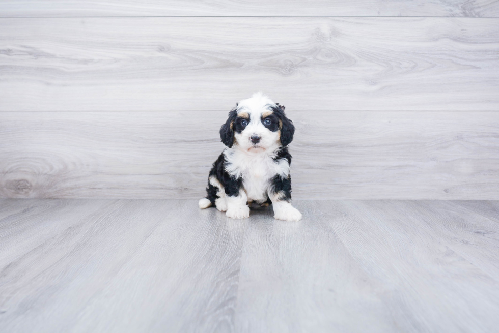 Little Bernadoodle Poodle Mix Puppy