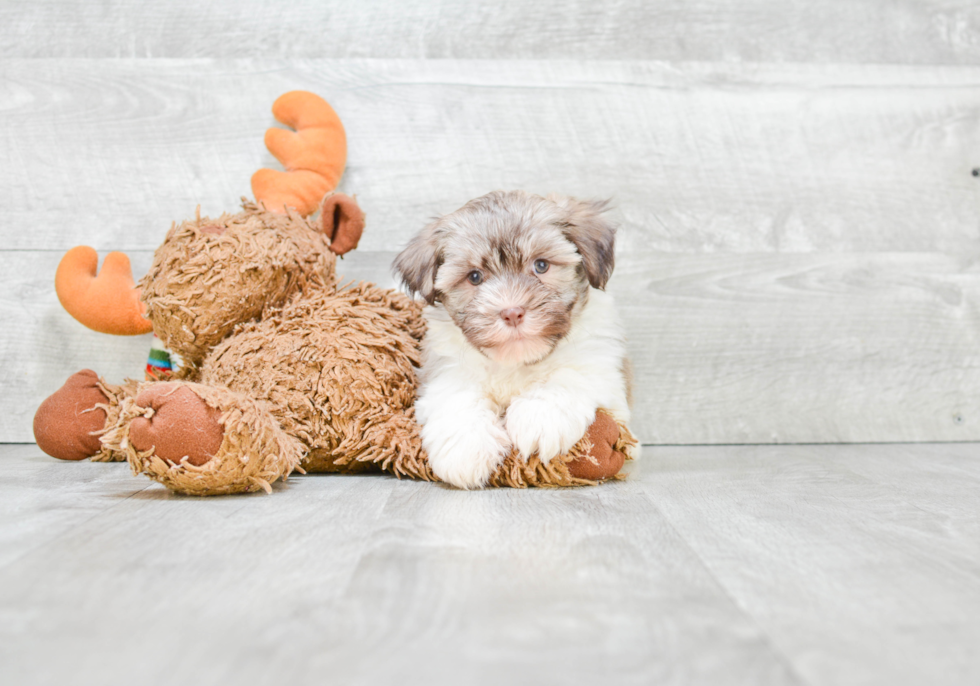 Happy Havanese Purebred Puppy