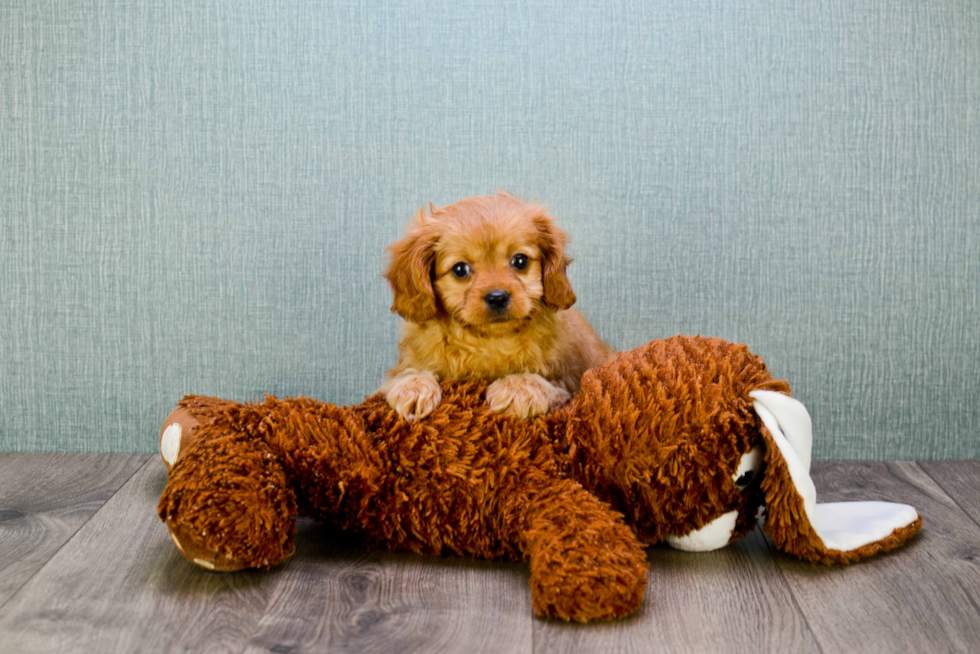 Popular Cavapoo Poodle Mix Pup