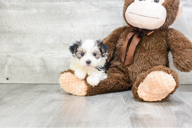 Cute Morkie Baby