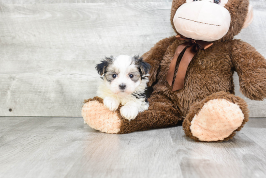 Cute Morkie Baby