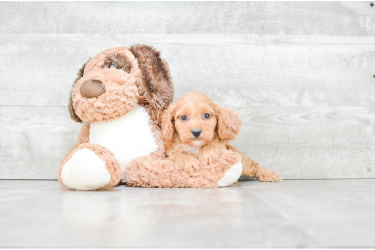 Best Cockapoo Baby