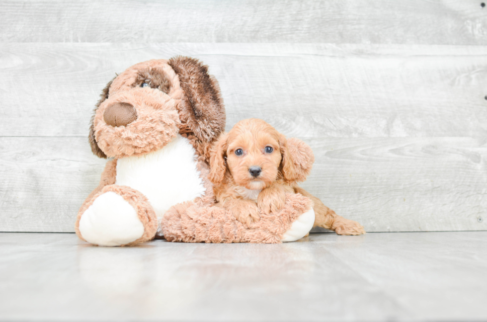 Best Cockapoo Baby