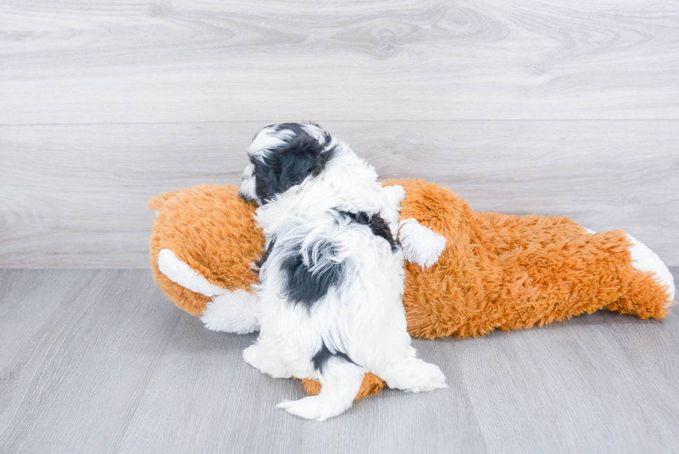 Funny Teddy Bear Designer Pup