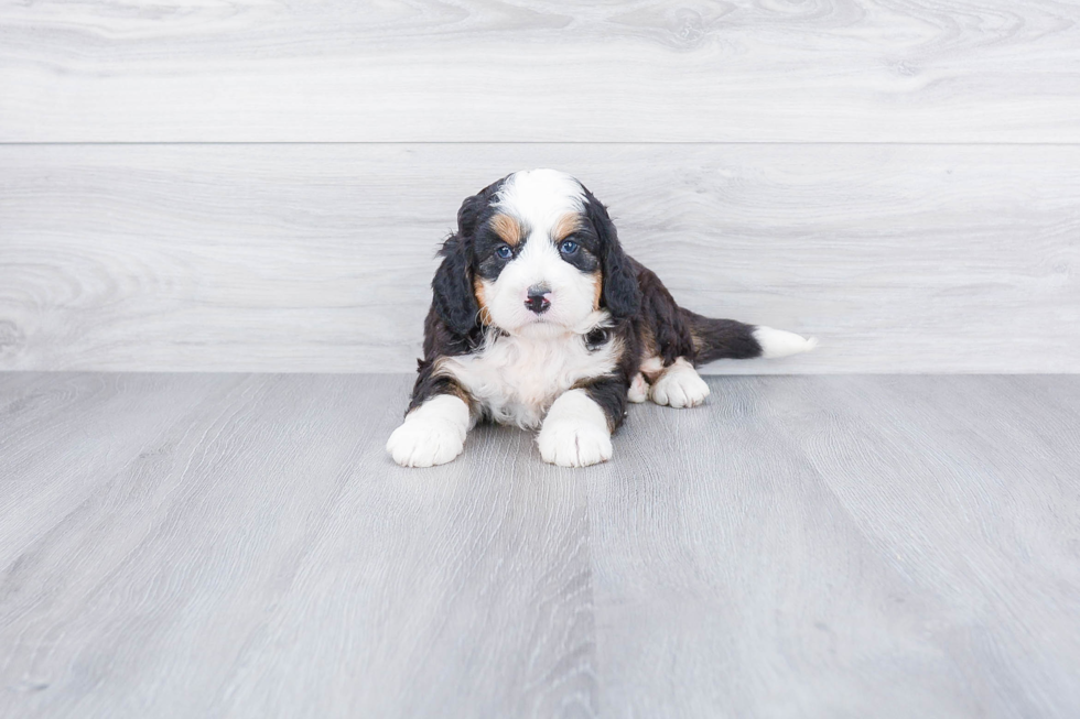 Mini Bernedoodle Pup Being Cute