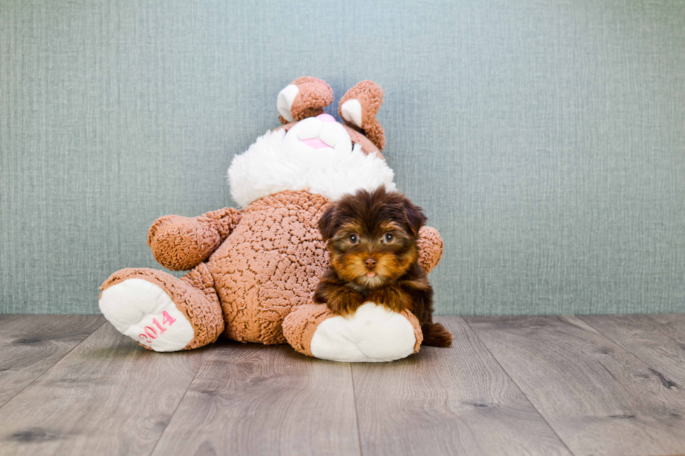 Meet Captain Morgan - our Yorkshire Terrier Puppy Photo 