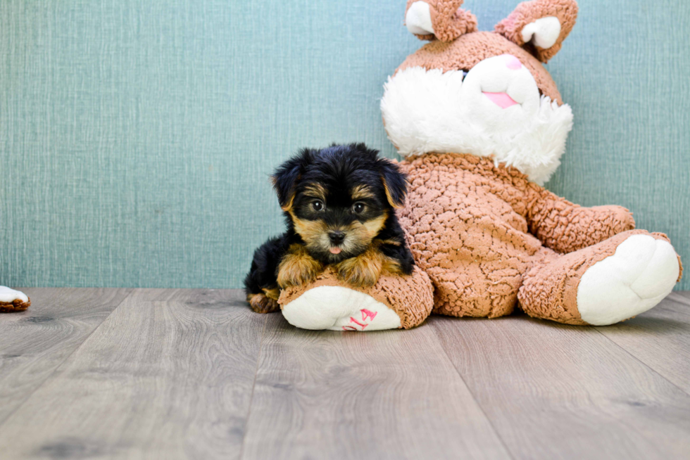 Friendly Morkie Baby