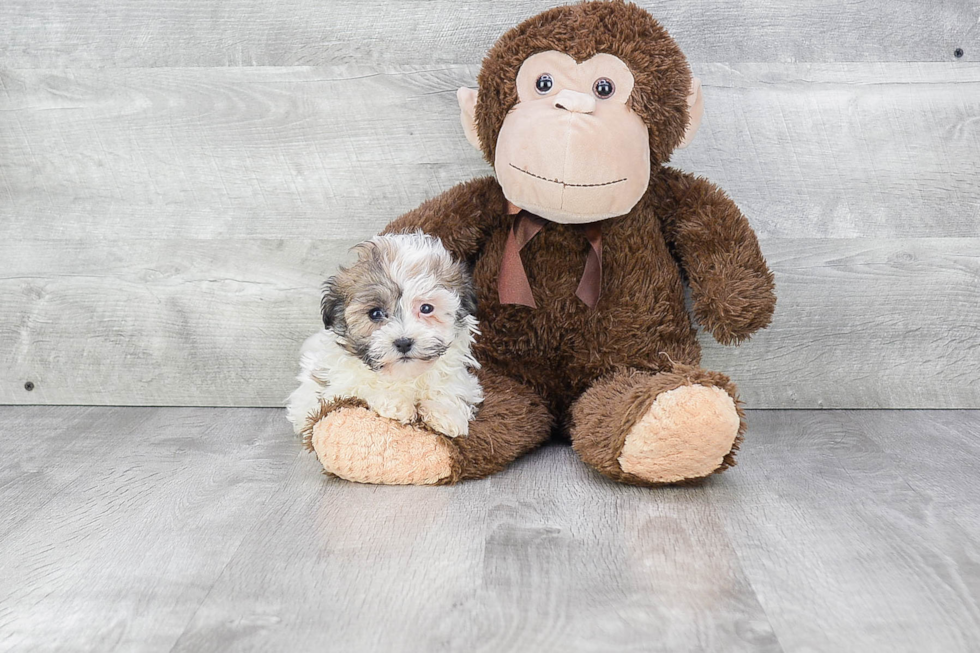 Havanese Pup Being Cute
