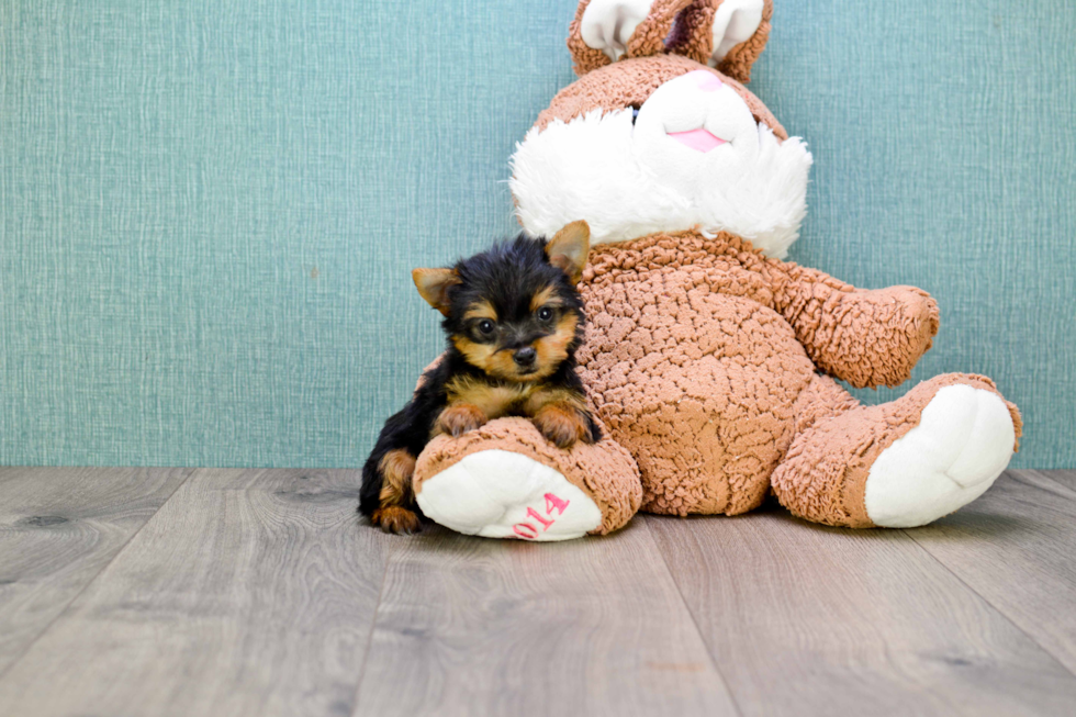 Meet Tinkerbell - our Yorkshire Terrier Puppy Photo 