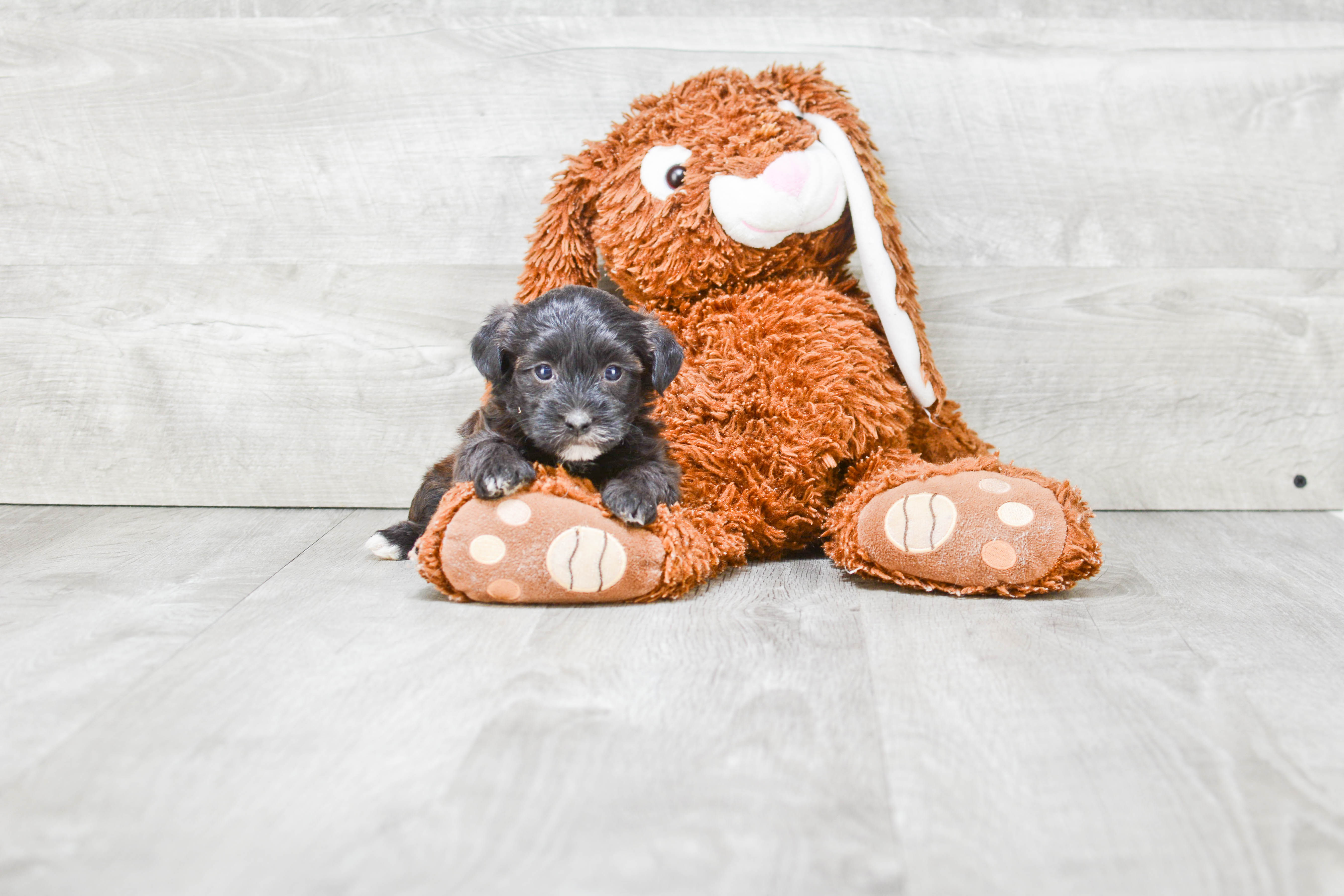 Best Yorkie Poo Baby
